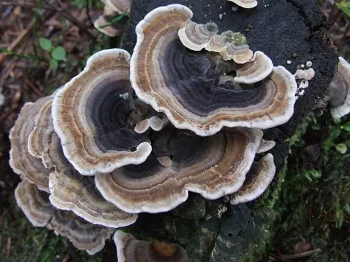 Turkey Tail Mushroom and cancer? (dosage and side effects)