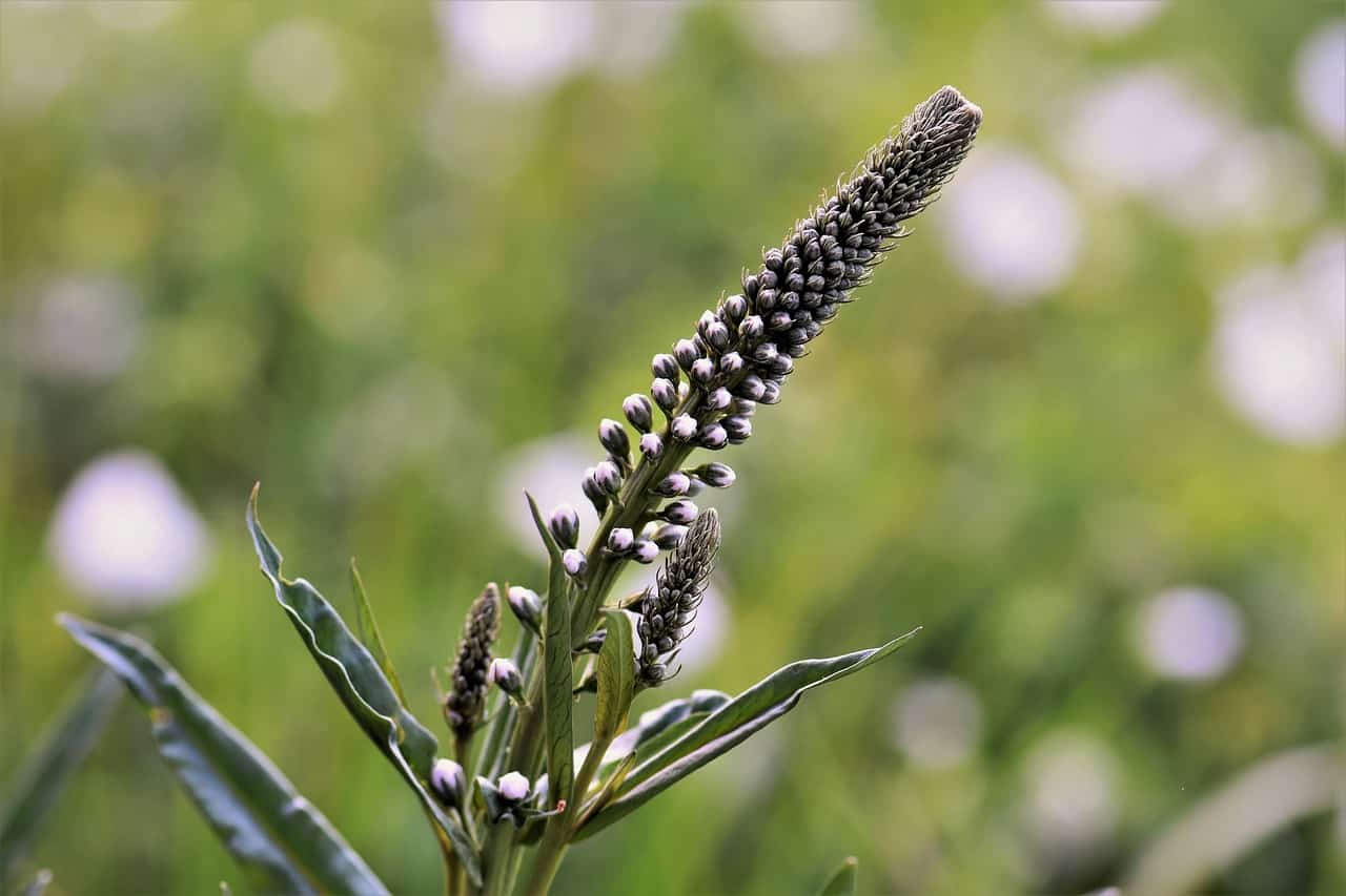 What does Black Cohosh do for your body