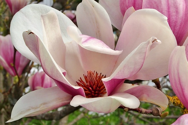 13 Proven Magnolia Bark Benefits (Withdrawal, Dosage, High)