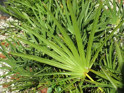 Does Saw Palmetto really work for Prostate Health and Hair Loss?