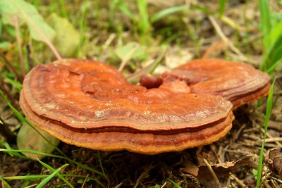 reishi-mushroom-benefits