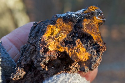 What_is_Chaga_used_for