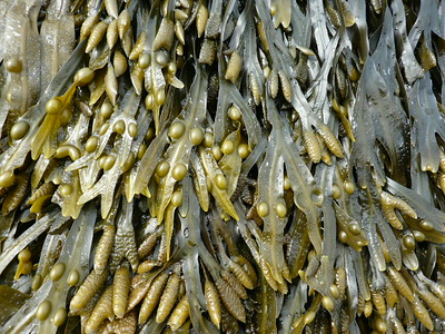 What is Bladderwrack used for? (Hair and Skin Benefits)