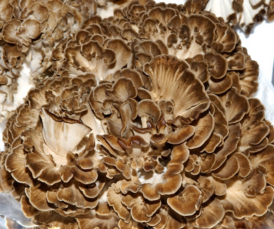 Maitake Mushroom for Cancer? (Extract Benefits)