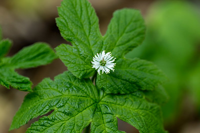 What does Goldenseal do? (an antibiotic for UTI?)