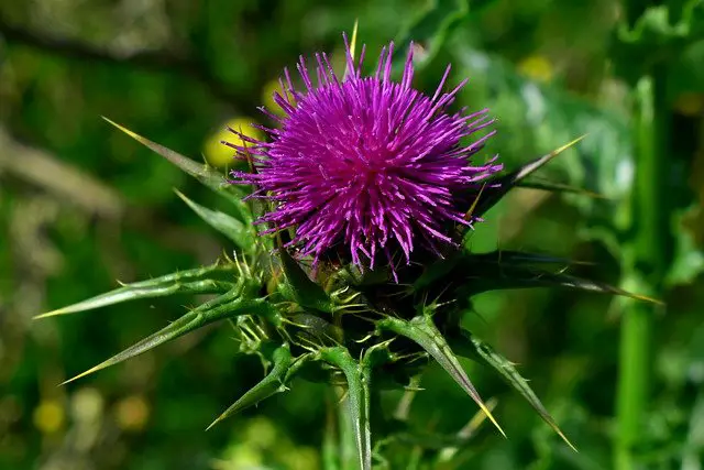 Milk Thistle plant uses (When to take: Morning or Night?)
