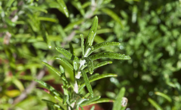 What is Tarragon used for? (Allergy to Tarragon?)