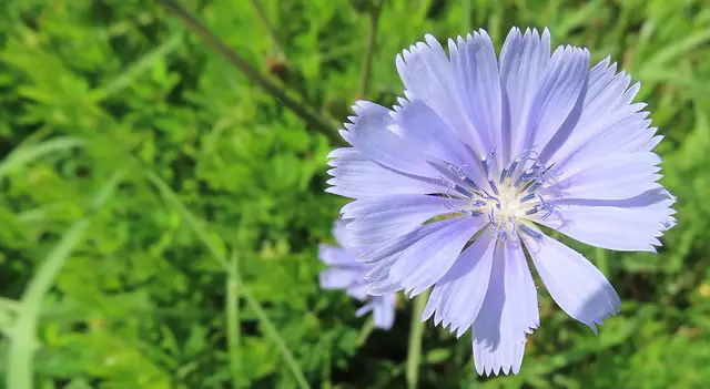 8 Health Benefits of Chicory Root? (for Skin, Thyroid)