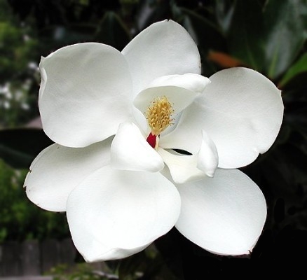 19 Magnolia Bark Medicinal Uses (Kidney Failure Side Effects?)