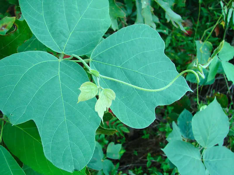 4 Benefits of Kudzu Root (for Weight Loss and Alcoholism?)