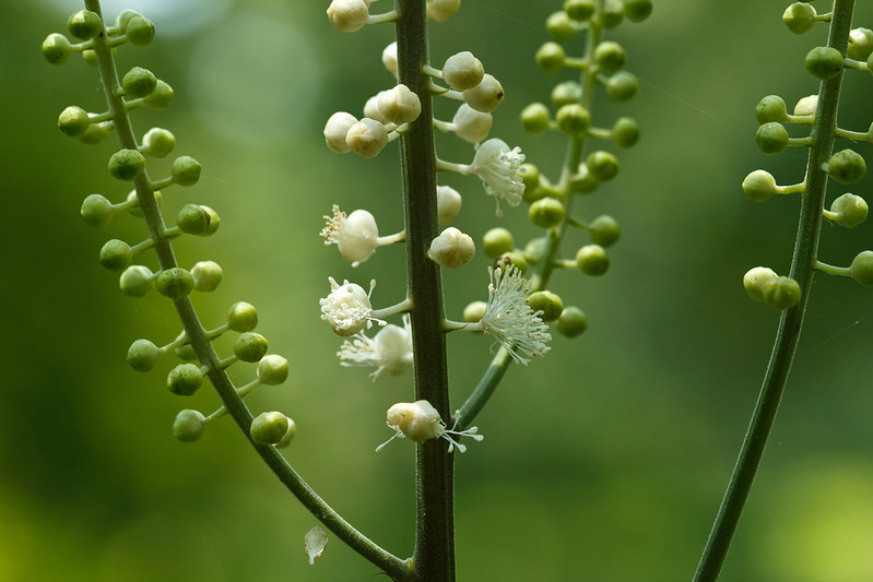 Black Cohosh for Hot Flashes and Night Sweats? (Dosage Info)