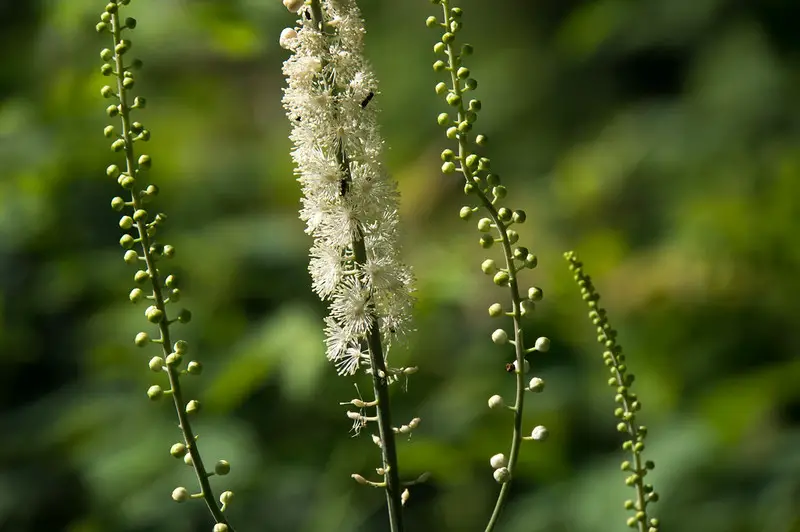 Black Cohosh for inducing Labor and Fertility (and Miscarriage?)